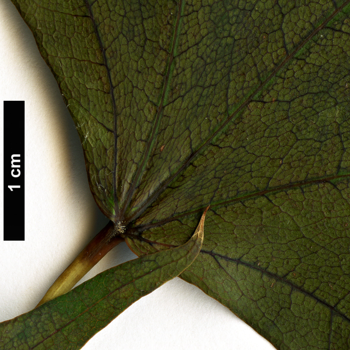 High resolution image: Family: Sapindaceae - Genus: Acer - Taxon: pictum - SpeciesSub: subsp. mono High resolution image: Family: Sapindaceae - Genus: Acer - Taxon: pictum - SpeciesSub: subsp. mono